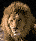 lion.gif