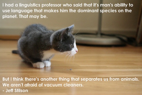 cat-vacuum-cleaner